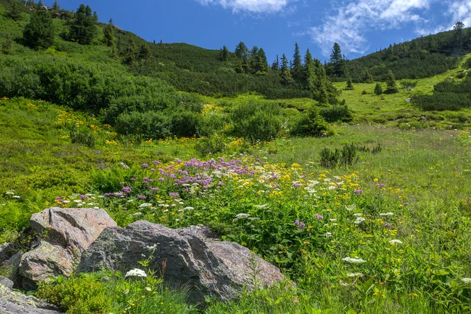 mountain grassland in the Alps, by Gernot Kunz