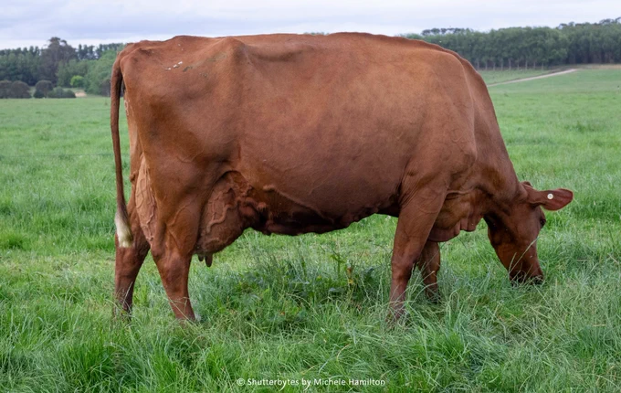 Cluain 3975 Matilda, sired by VRCIGAR, winner of class seven - 7 years and older in milk Vic OFC 2024.