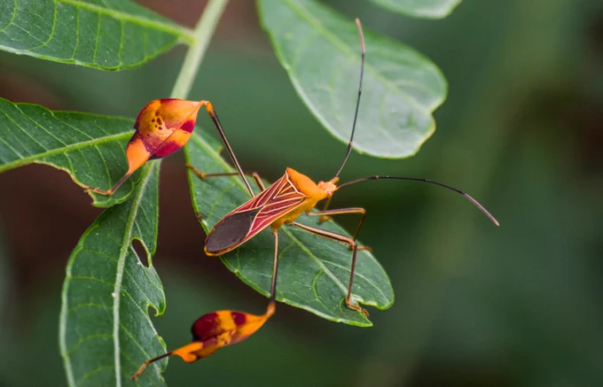 Flag-footed Bug - Photo by Sergio Vilchez