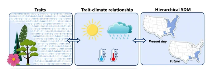 Conceptual diagram of newly developed hierarchical trait-based species distribution models (SDMs) that integrate trait-climate relationships. 