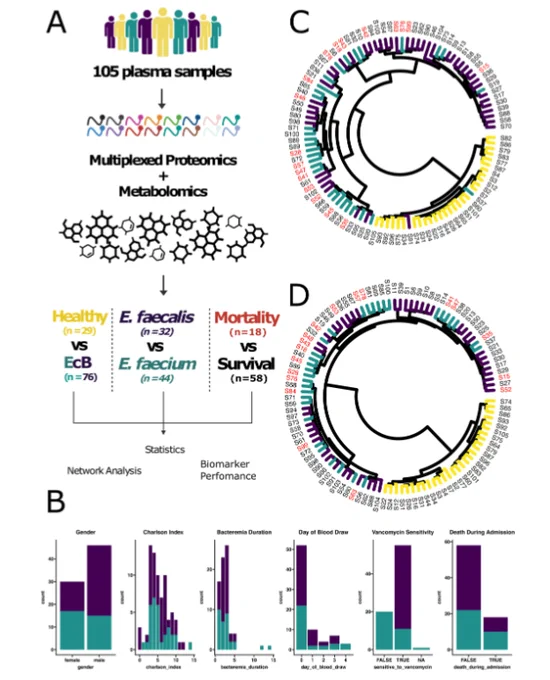 Multi-omic analysis of enterococcal bacteremia patient plasma. (A) Workflow for enterococcal bacteremia plasma analysis. (B) Distribution of values collected from selected clinical metadata fields across enterococcal bacteremia patients. (C) Unsupervised hierarchical clustering of proteomics data as visualized after calculating Euclidean distance and utilizing the Ward.D2 agglomeration method. Col