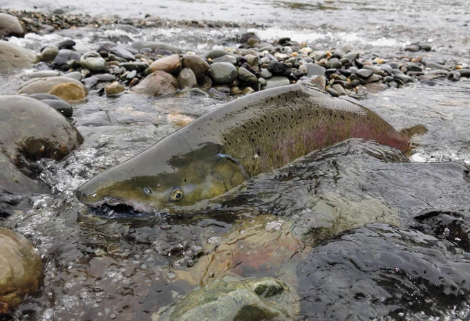 a salmon in the water. 