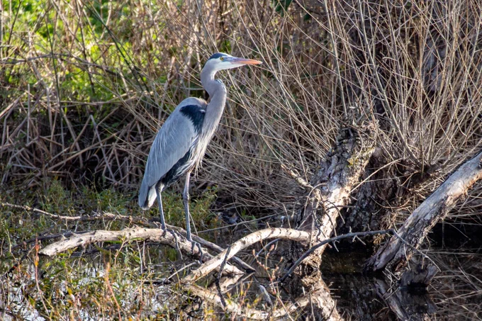 A great blue heron on a branch