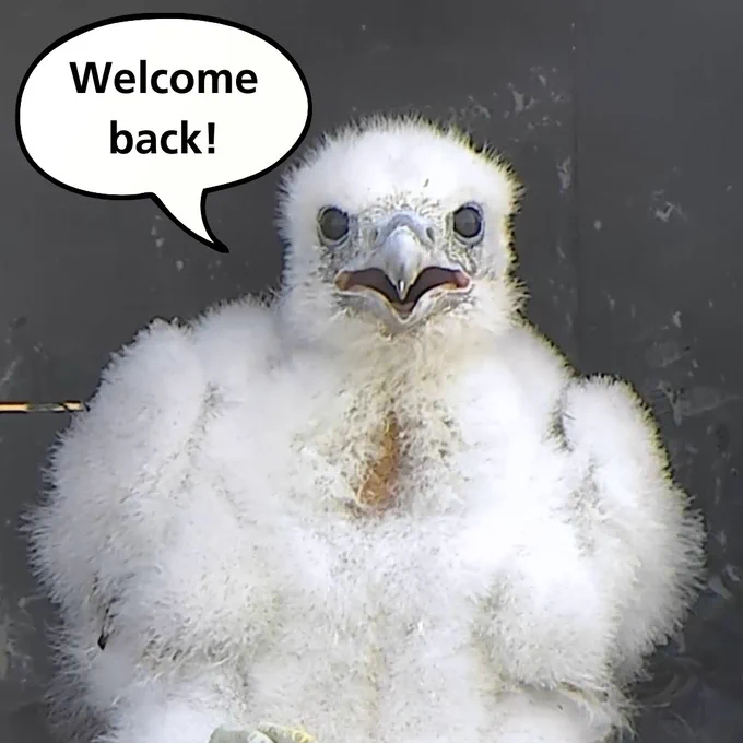 Male falcon chick with Photoshopped speech bubble saying "Welcome back!"