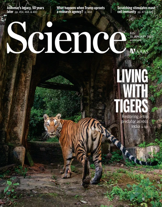 Cultural reverence toward tigers (Panthera tigris) has fostered tolerance and permitted coexistence with humans in India. Ecological restoration, socioeconomic policies, and political stability have facilitated the recovery of tigers within their historical range, despite high human densities. This tigress has reclaimed the ancient fort within Bandhavgarh Tiger Reserve and made it her home.