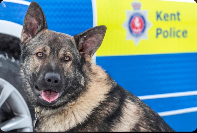 German Shepherd Biggy sat in front of a marked police car.