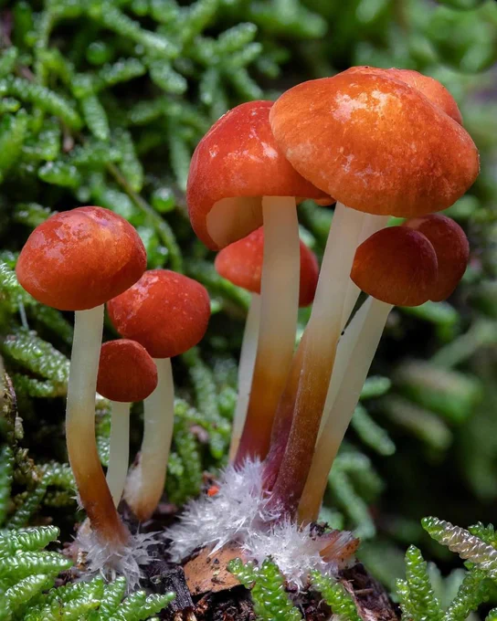 Fungus with velvety orange caps and white gills. It has a characteristic two-toned stem (white at the top, blending into a red-brown at the base) which is nestled in a tuft of white hairs.