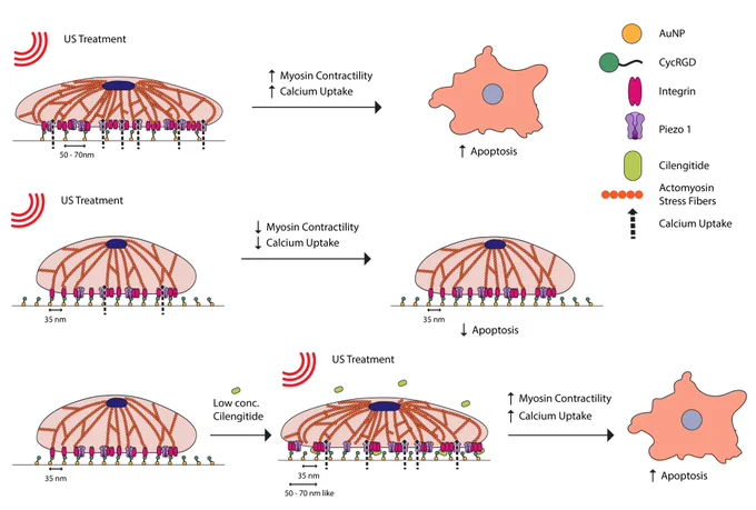 We showed how nano ligand spacing regulates selective cancer cell killing upon ultrasound treatment through cell-ECM mediated mechanotransduction.