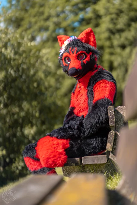 Fox sitting on a bench 