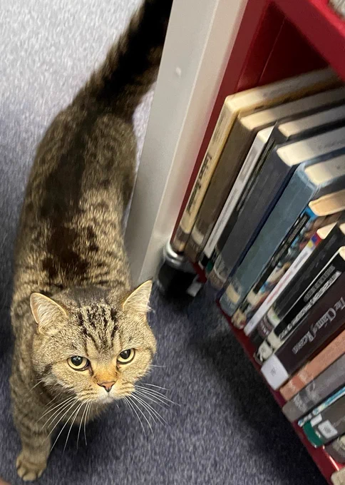 Flapjack the college cat