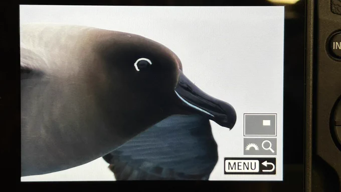 Light-mantled Albatross