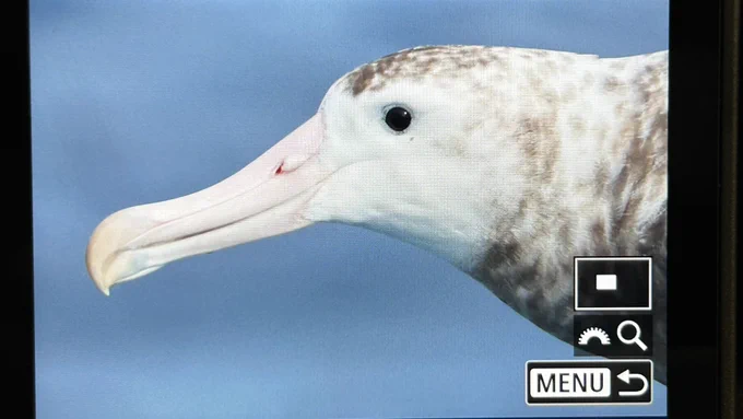 Snowy Albatross