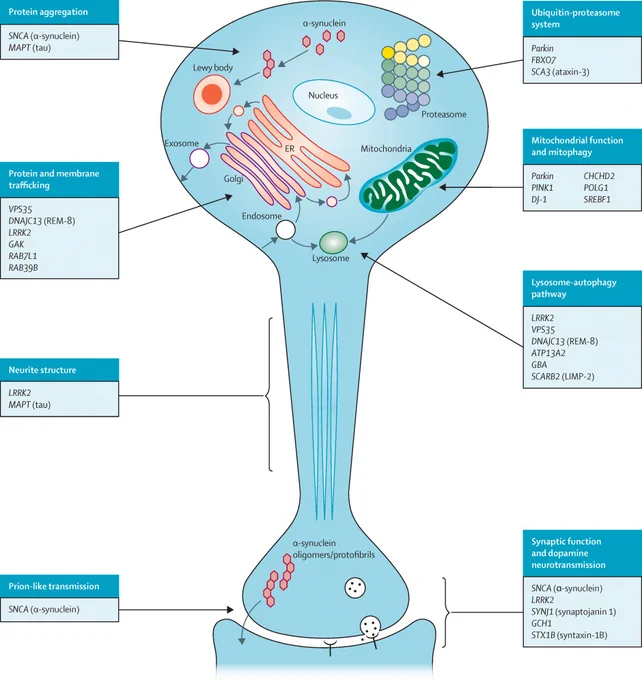Parkinson's disease molecular mechanisms