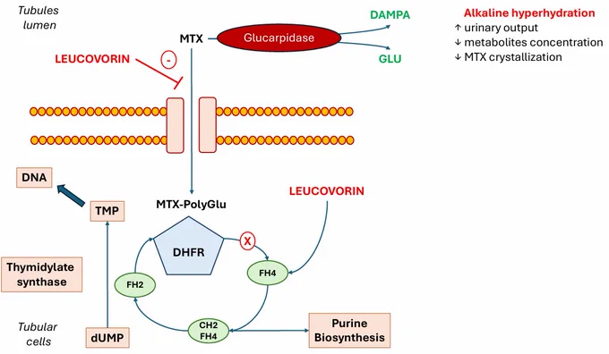 Figure 1 for "Prevention and Treatment of Acute Kidney Injury Associated with High Dose Methotrexate."