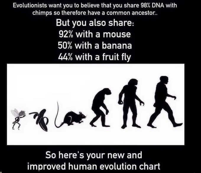 Evolution is Silly