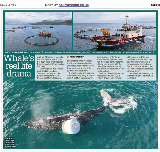 Via https://www.dailyrecord.co.uk/news/scottish-news/whale-trapped-scottish-fish-farm-34587820