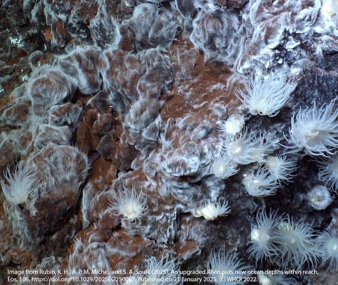 Anemones & filamentous microbial mats thriving amid diffuse hydrothermal flow at Beebe vents, 5000m below sea level on the Mid Cayman rise.  This image was captured from 4K video, cropped,  & color  & sharpness corrected by Kenna Harmony Rubin. Source: Rubin, K. H., A. P. M. Michel,  & S. A. Soule (2025), An upgraded Alvin puts new ocean depths within reach, Eos, 106, https://doi.org/10.1029/2025EO250037. Published on 31 January 2025. https://eos.org/science-updates/an-upgraded-alvin-puts-new-ocean-depths-within-reach . Image Credit: Courtesy of S. Adam Soule, WHOI/NSF/HOV Alvin/2022, ©Woods Hole Oceanographic Institution