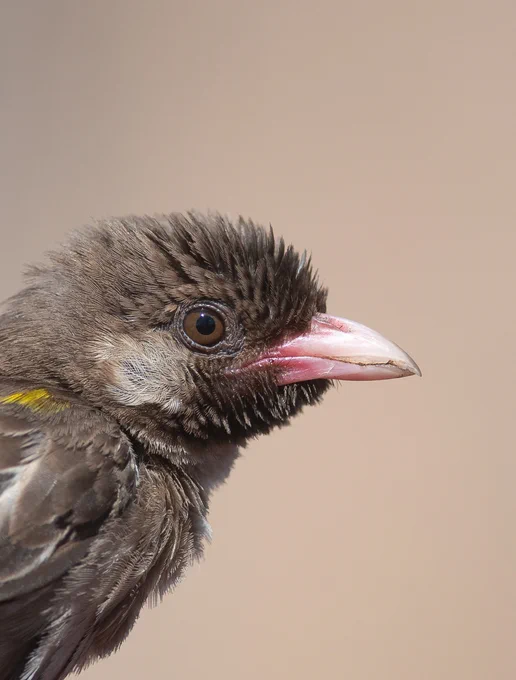 greater honeyguide bird