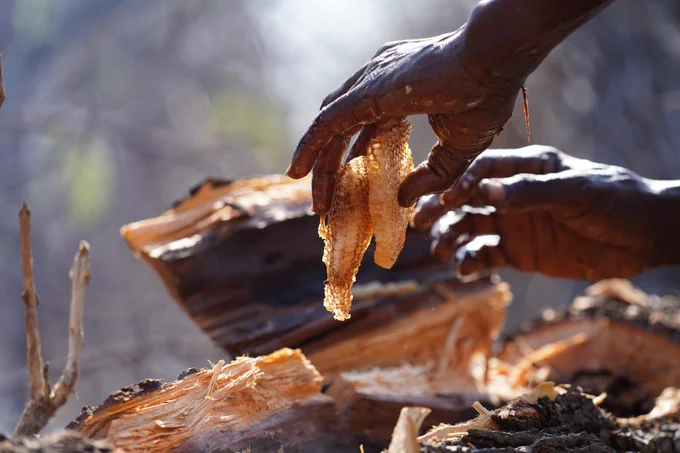 wild honey harvest in Reserva Especial do Niassa in northern Moçambique. Photo by Claire Spottiswoode