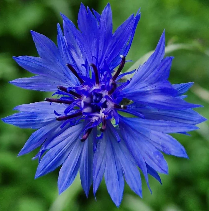 Blue flower of Centaurea cyanus. Reference: https://doi.org/10.1101/2025.01.31.635922