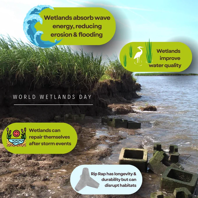 Background photo in graphic shows a marshy area on the shore with some rip-rap on the beach. 
Photo credit:  Hongqing Wang, Wetlands Aquatic Research Center, USGS
