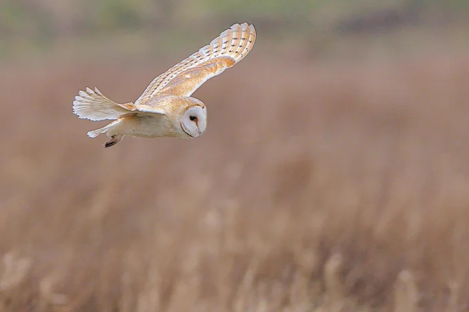 A Barn Owl to the upper left of frame with wings outstretched flying against a muted background of browns which match the tones in the bird. Whites in the plumage of the Owl lift it from the background. 