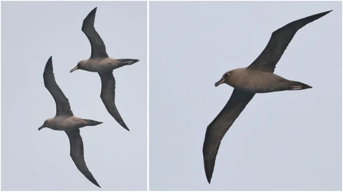 Sooty Albatross