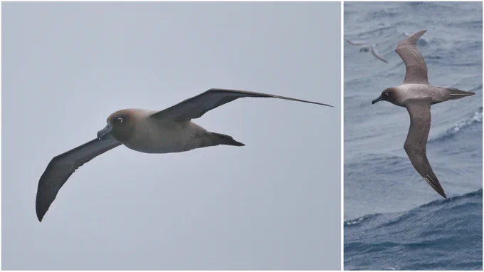Light-mantled Albatross
