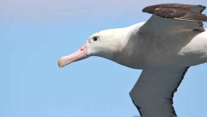 Snowy Albatross