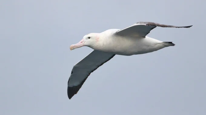Snowy Albatross