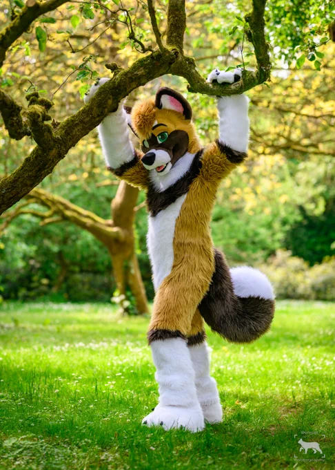 Chaokita, the brown golden fursuiter, (borkehlicious) standing in a pasture and holding himself up on a tree branch during spring of Furry Weekend Holland 2023.