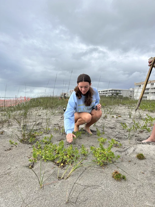 An individual planting sea oats on the beach in sand dunes. 