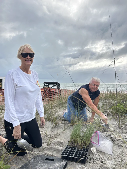 Two individuals planting sea oats on the beach in sand dunes. 
