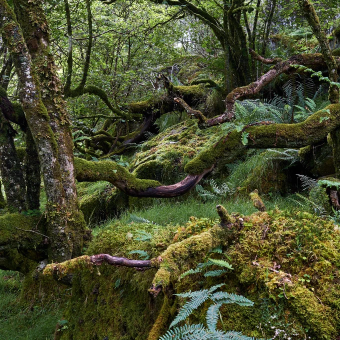 Dense, moss-covered forest landscape with twisted tree trunks and lush ferns, creating a serene and mystical atmosphere.

Credit: Stan Phillips/ASR