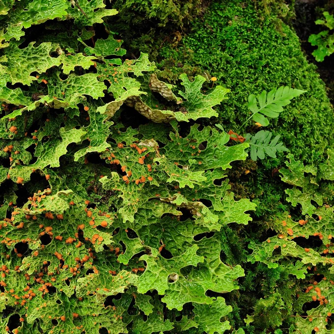 Lush green leafy lichens with a lobed structure, covering a mossy trunk of a tree

Credit: Lorne Gill/NatureScot