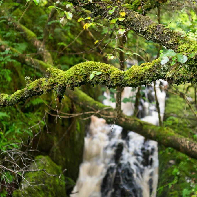 Moss-covered branch overhanging a rushing waterfall in a lush forest.

Credit: Stan Phillips/ASR