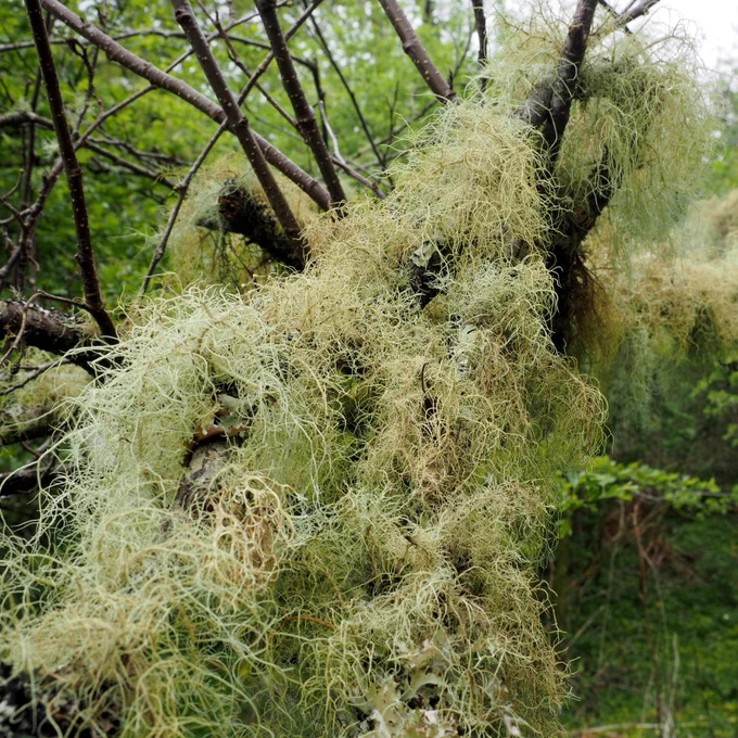 Branches of a tree covered with dense, stringy lichen in a lush green forest.

Credit: Gordon Willoughby/WTML