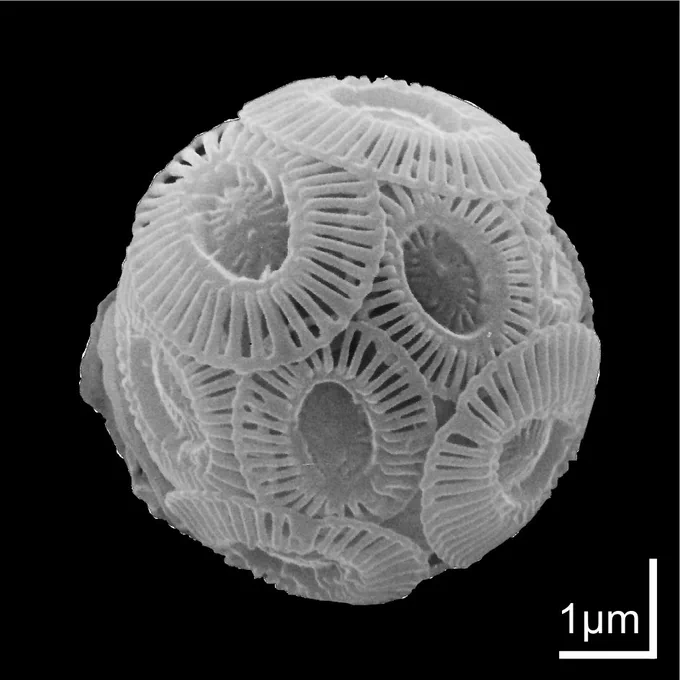 Coccolithophores are tiny single-celled organisms and the most abundant calcifying phytoplankton in the surface ocean. Credit: IMAS