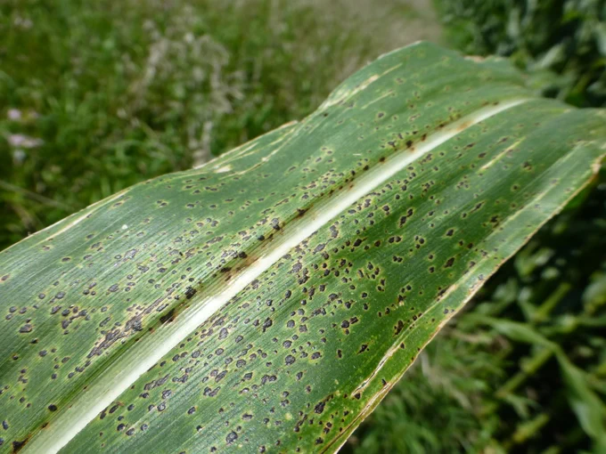 Tar spot dark fungal growth on corn leaf. 