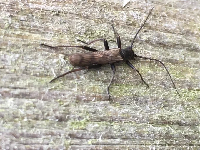 Image of a Northern February Red Stonefly on a wooden post.