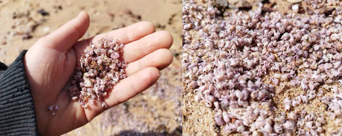 HaDatiyim Beach, Eilat, April 2023. Photo: Naama Ben-Ami.