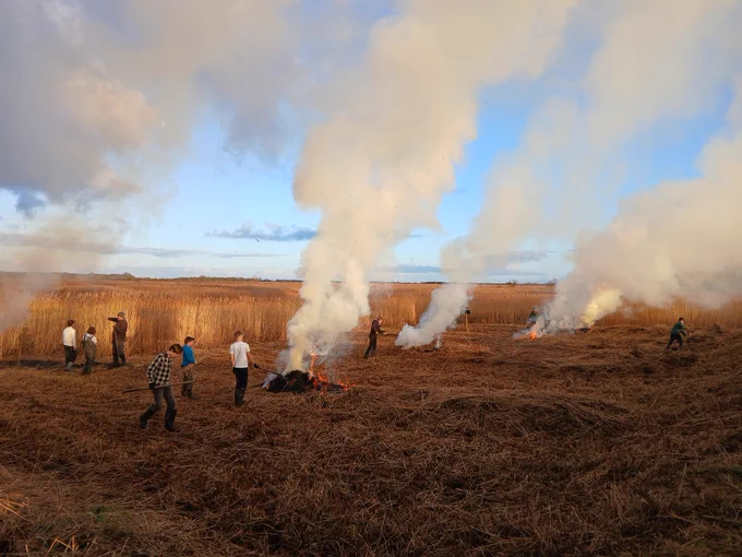 Wilder wardens are burning reedbed to create a mosaic of reed age. 