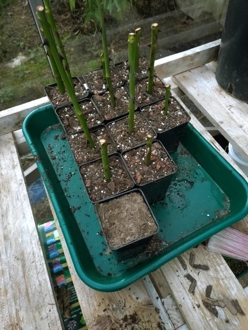 A tray of hardwood rose cuttings in cutest little pots, sourced from an Italian nursery. The deep pots are more suitable for rose root formation. The growing medium consists of soil- based John Innes No. 2 compost and copious amounts of grit.