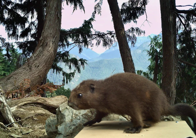 Vancouver Island marmot pup standing on a weigh scale in the forest