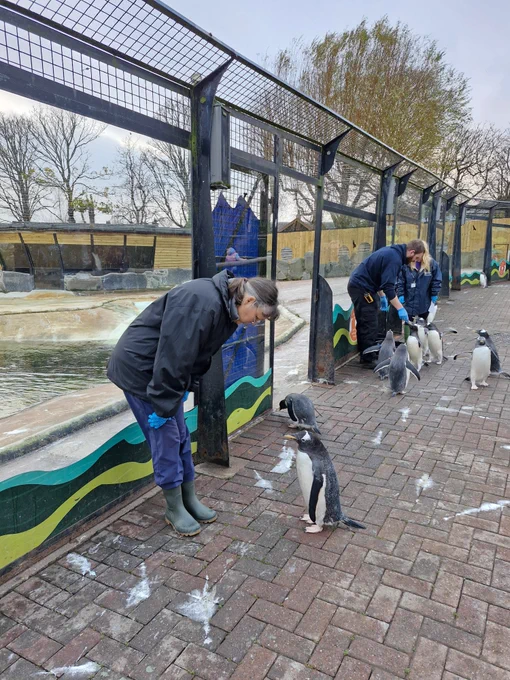 Caroline, a person with a light skin tone and gray hair, interacting with a penguin.