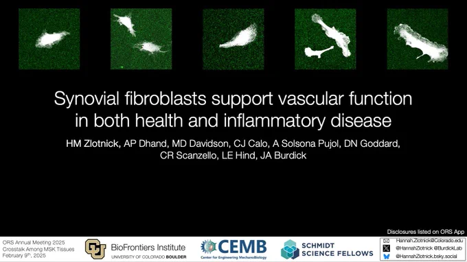 Synovial fibroblasts support vascular function in both health and inflammatory disease, HM Zlotnick, ORS 2025 talk.