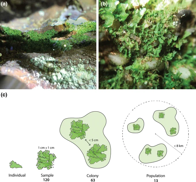 Sampling of Vittaria appalachiana. 