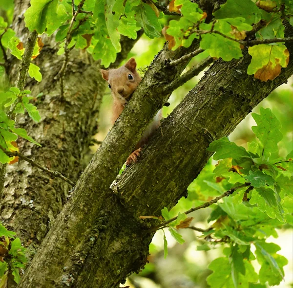 Red squirrel in tree at Forestmill courtesy of Jacqueline McLean
