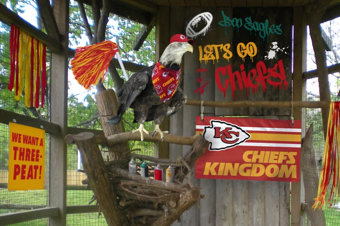 Americus the eagle perched in her enclosure at Deanna Rose Children's Farmstead, adorned with Kansas City Chiefs memorabilia, including a banner, a hat and a scarf. Decorations express support for the Chiefs with phrases like "Let's Go Chiefs" and "Chiefs Kingdom."