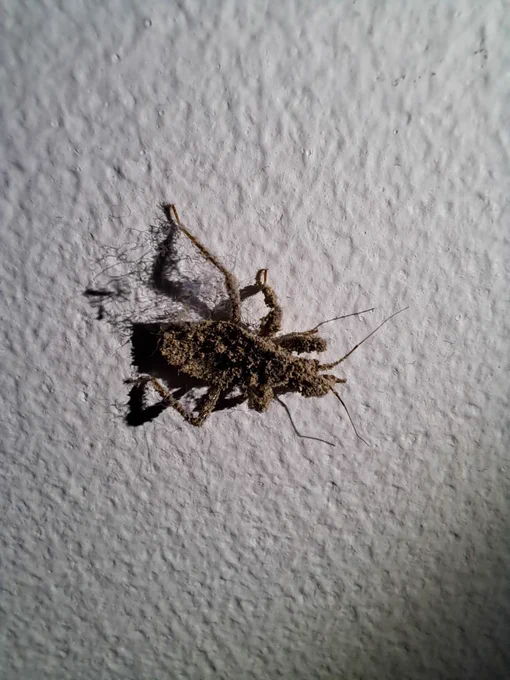 A brown insect covered in dust on a white wall.
